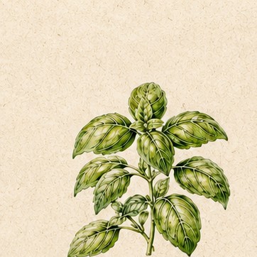Sweet Basil