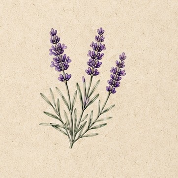 English Lavender