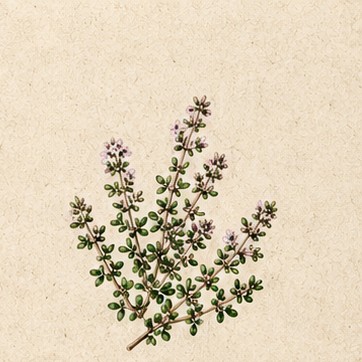 Common Thyme